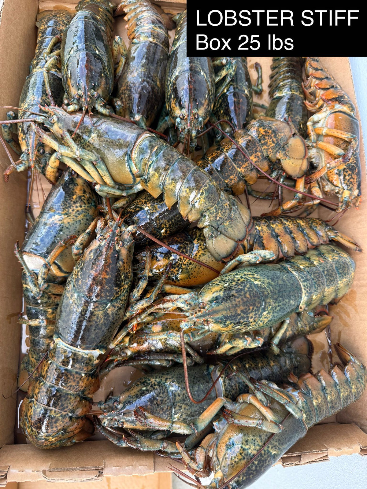 Lobster Stiff